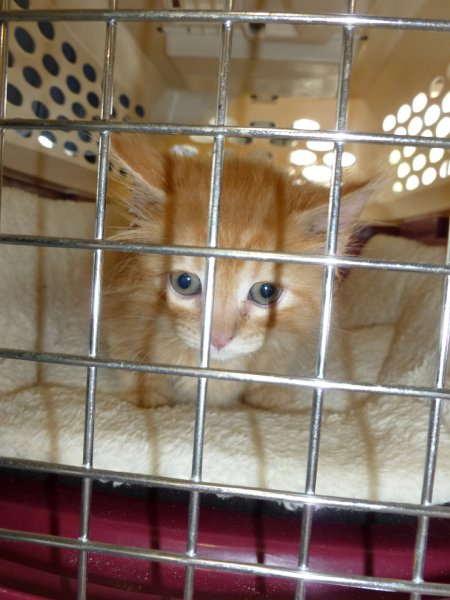 ELCO Car Show May 2013 026